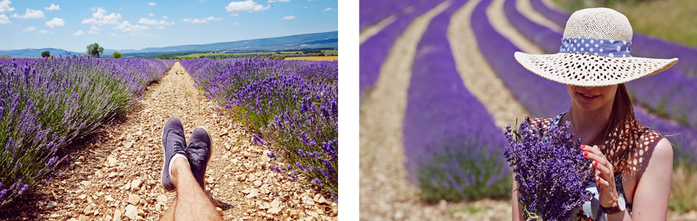 Région de Sault Bouquet de Lavande