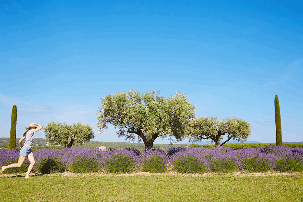 GIF lavande