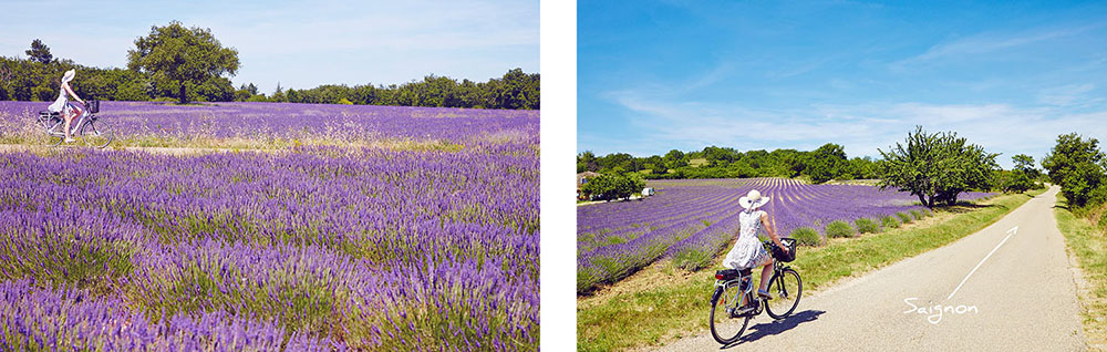 Plateau de Claparèdes location vélo en provence