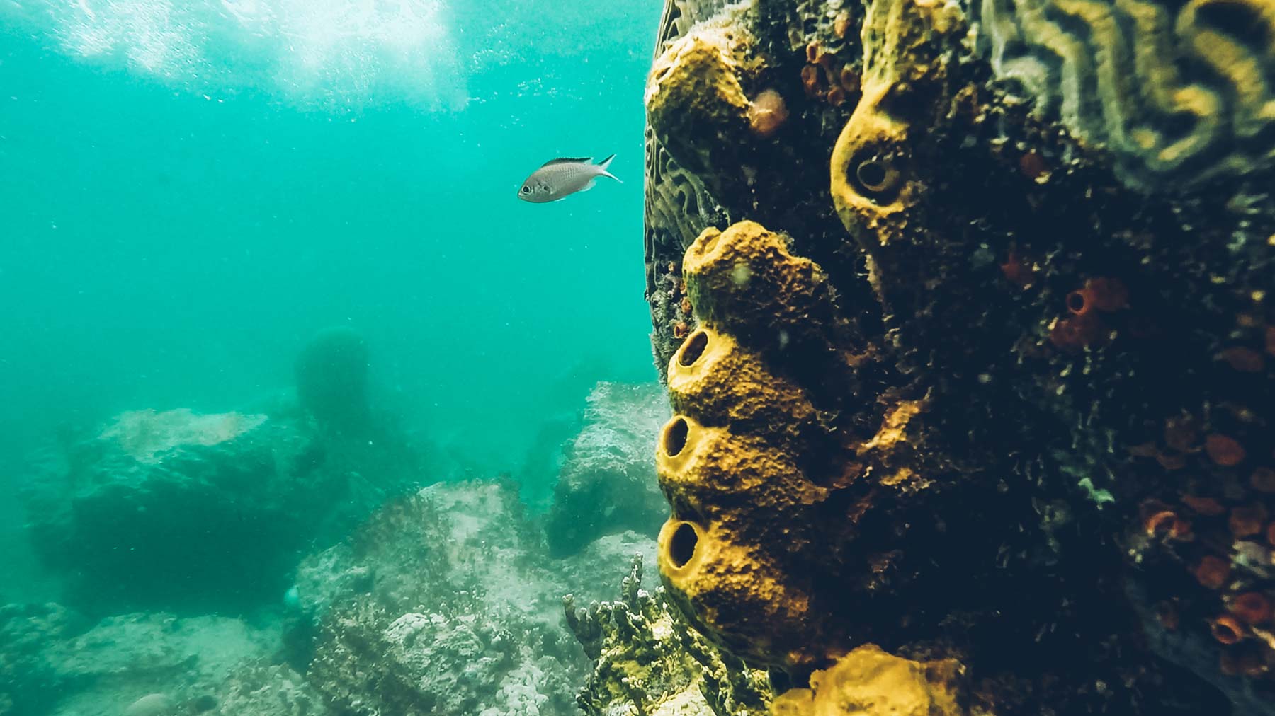 Plongee et Snorkeling en Guadeloupe