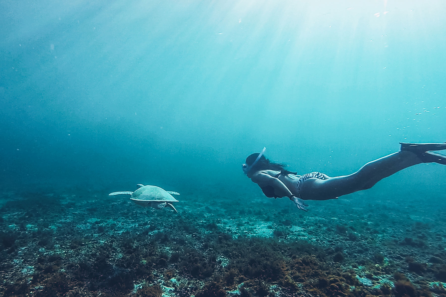 Nager avec les tortue en Guadeloupe, Petite Terre