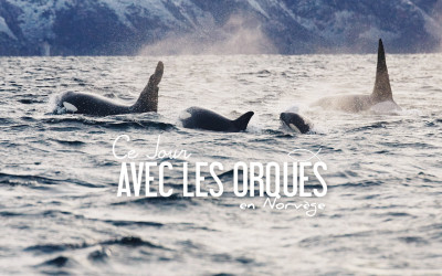 NORVÈGE | CE JOUR AVEC LES ORQUES