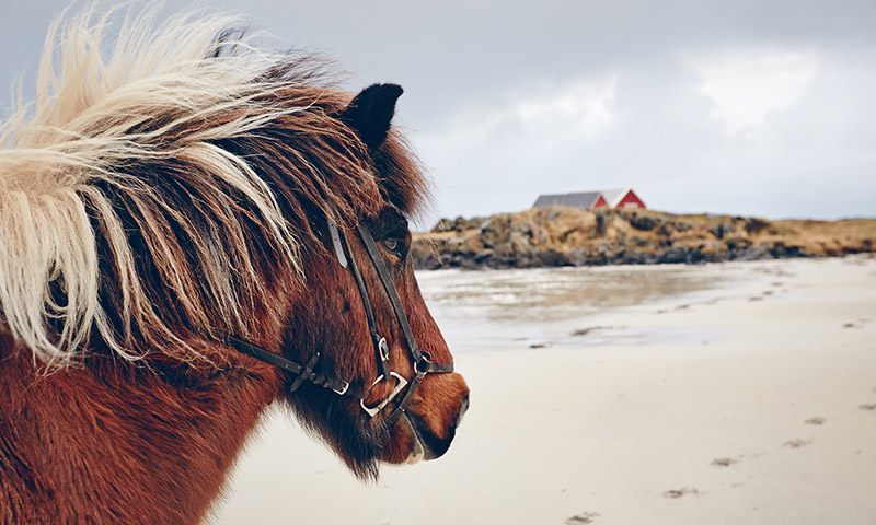 ou faire du cheval en norvege