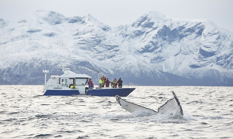 sortie baleine tromso