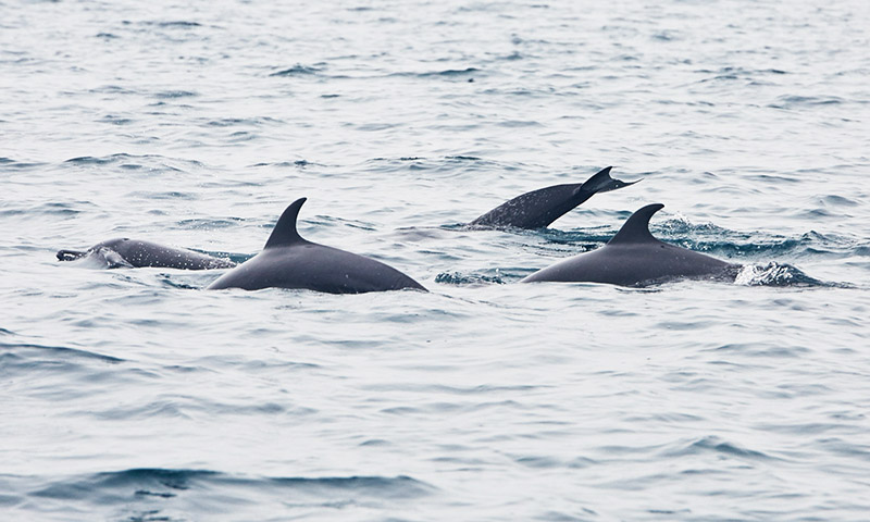 dauphin libre mexique