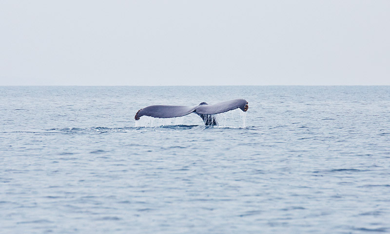 ou voir les baleines mexique