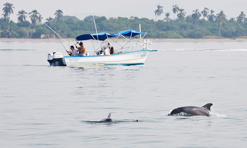 ou voir les dauphins au mexique