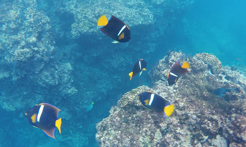 snorkeling puerto vallarta