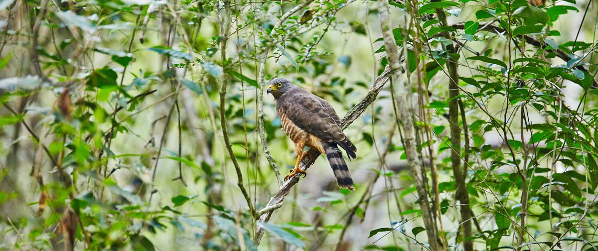 Aigle-Calakmul