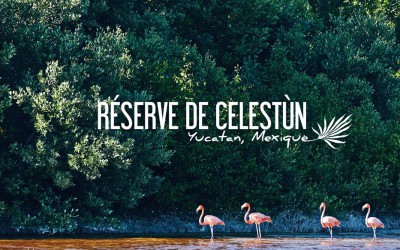 MEXIQUE | VOIR LES FLAMANTS ROSES DANS LA RÉSERVE DE CELESTÚN
