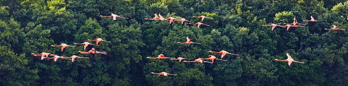 Celestun-Flamants-roses