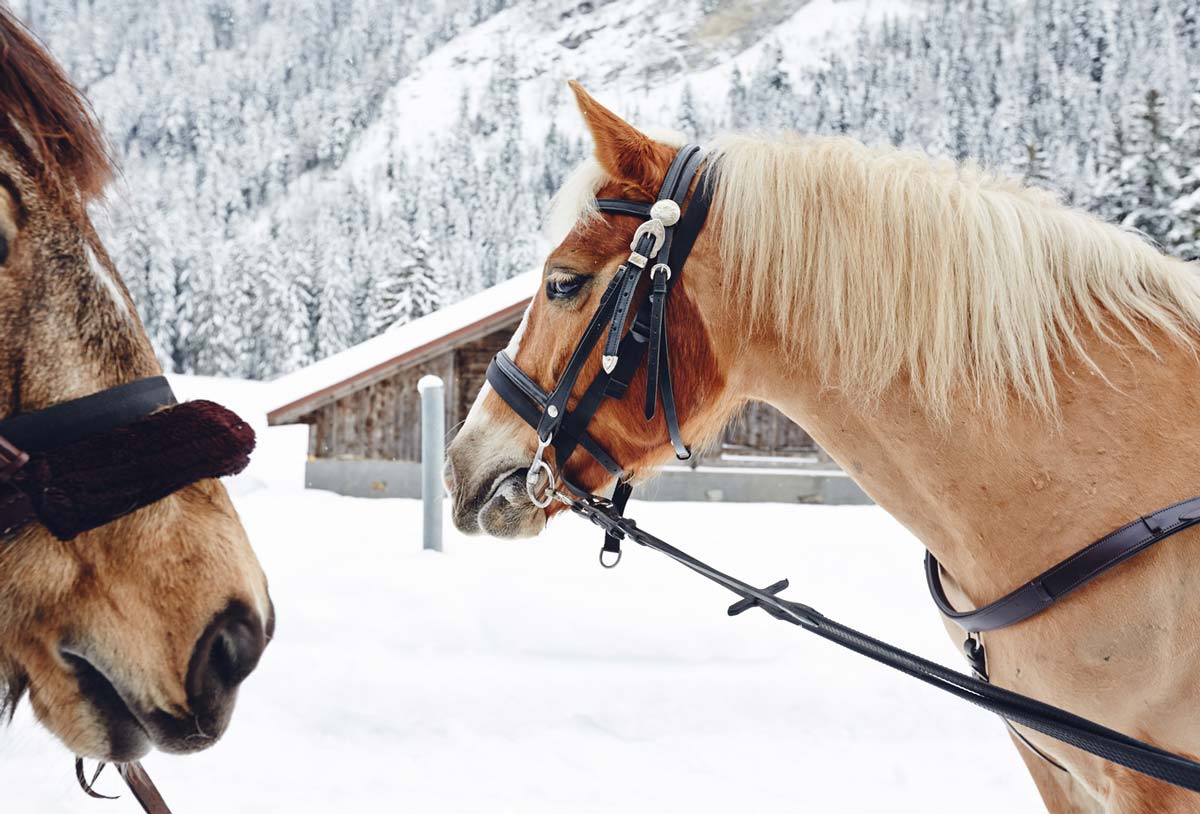 Chevaux-ski-joering-Suisse