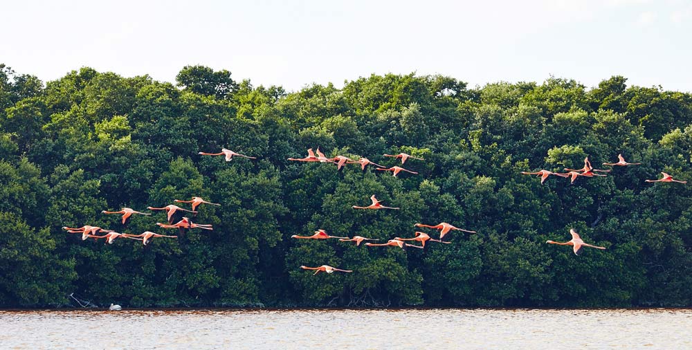 Infos-conseils-flamants-rose-celestun