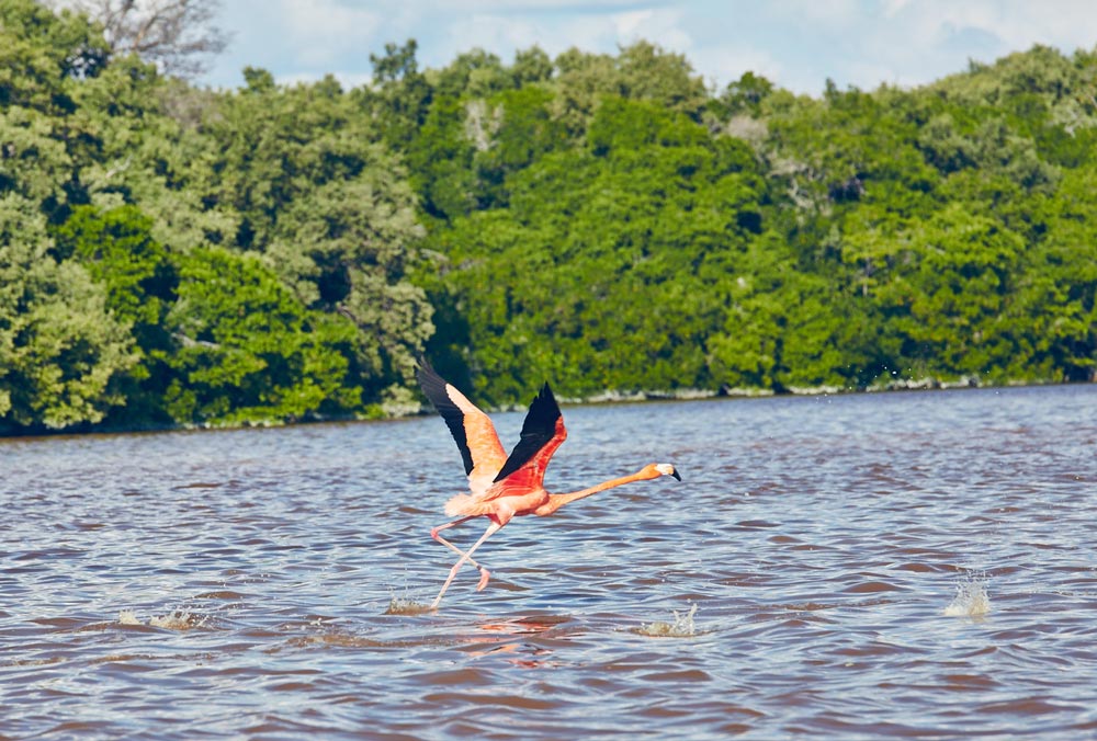 Ou-Voir-Flamant-Rose-Mexique