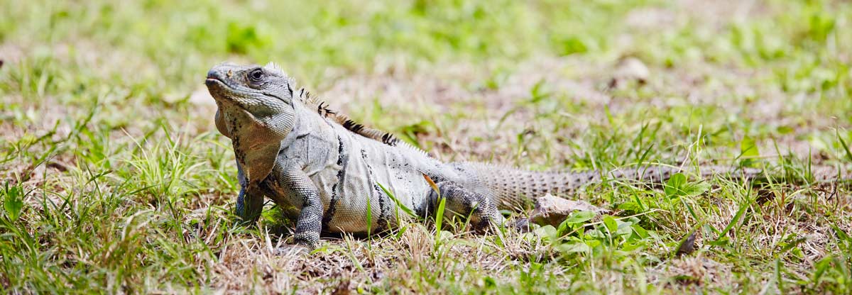 Uxmal-Iguane