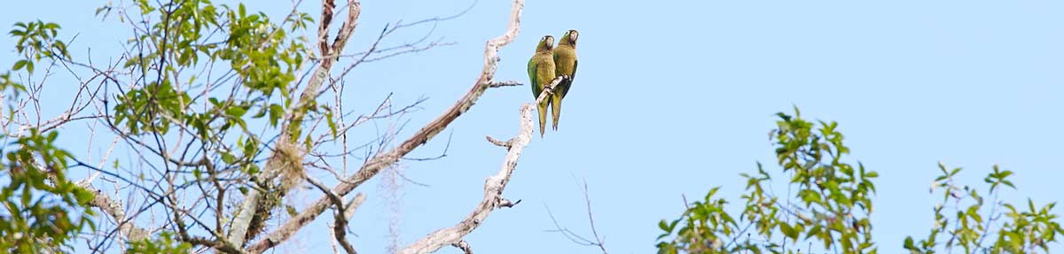 perroquet-mexique-calakmul
