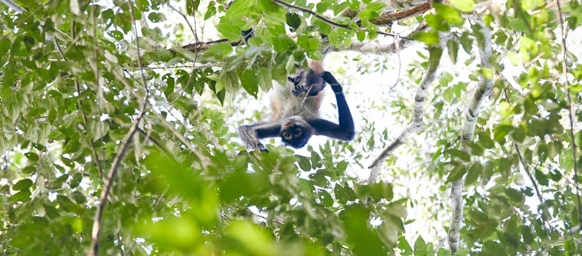 singe-calakmul-campeche