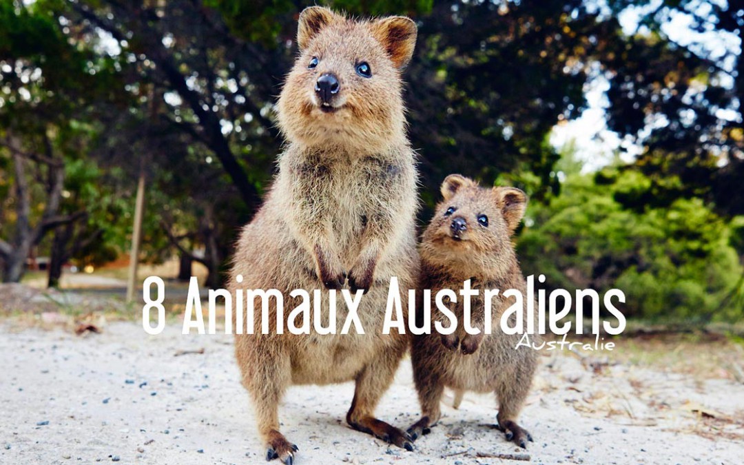 8 Animaux Australiens