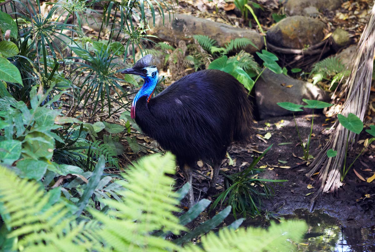 8 Animaux Que Vous Ne Croiserez Quen Australie