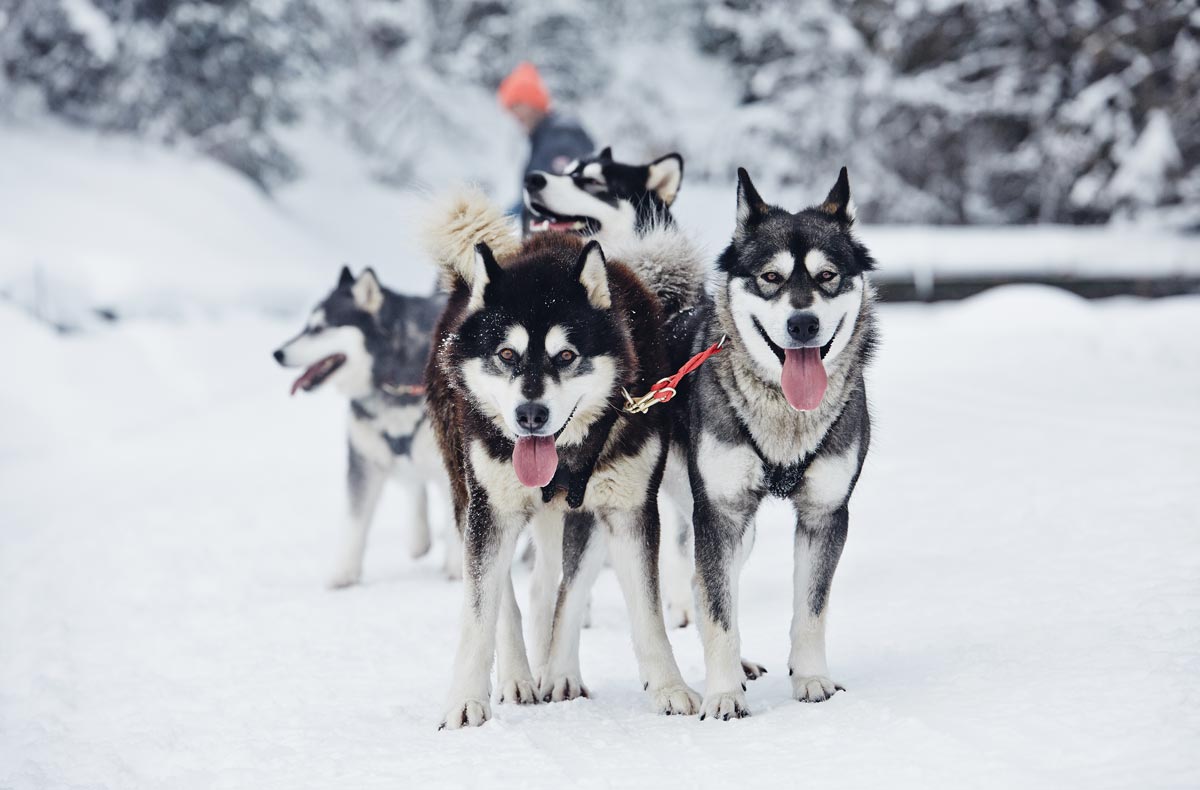 Chiens-de-Traineau-Suisse