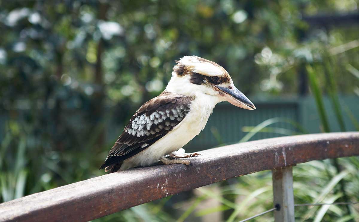 Kookabura-Australie