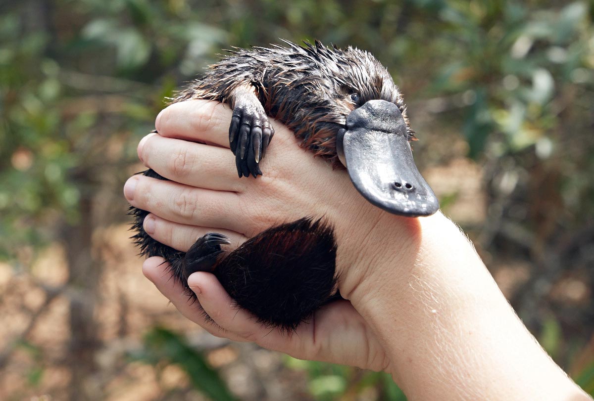 Platypus-Australie