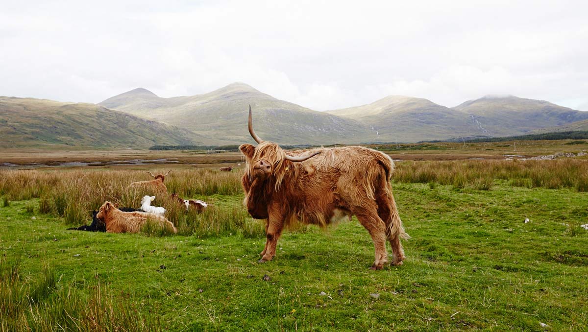 Vache-Ecosse