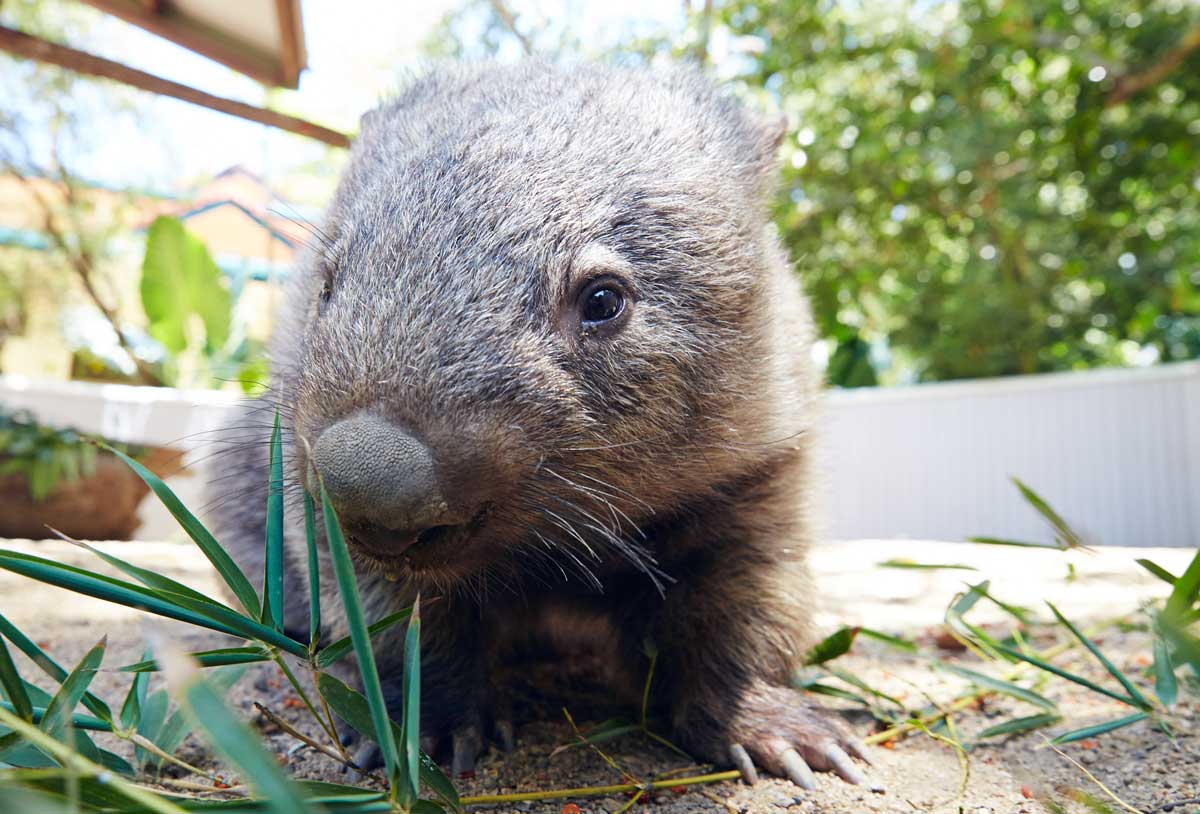 Wombat-Australie