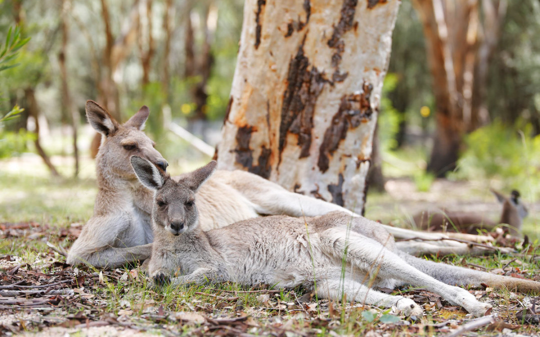 Girraween-National-Park-Kangourou