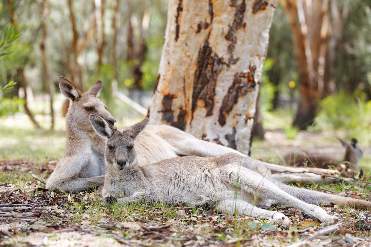 Girraween-National-Park-Kangourou