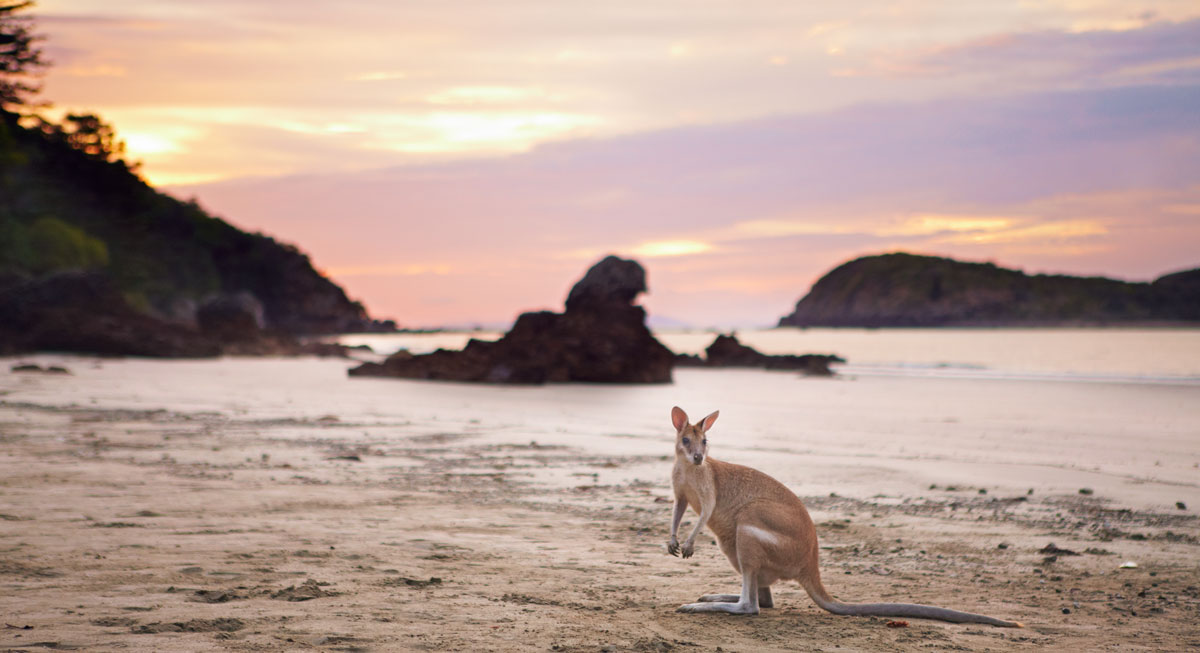 Kangourou-cape-hillsborough