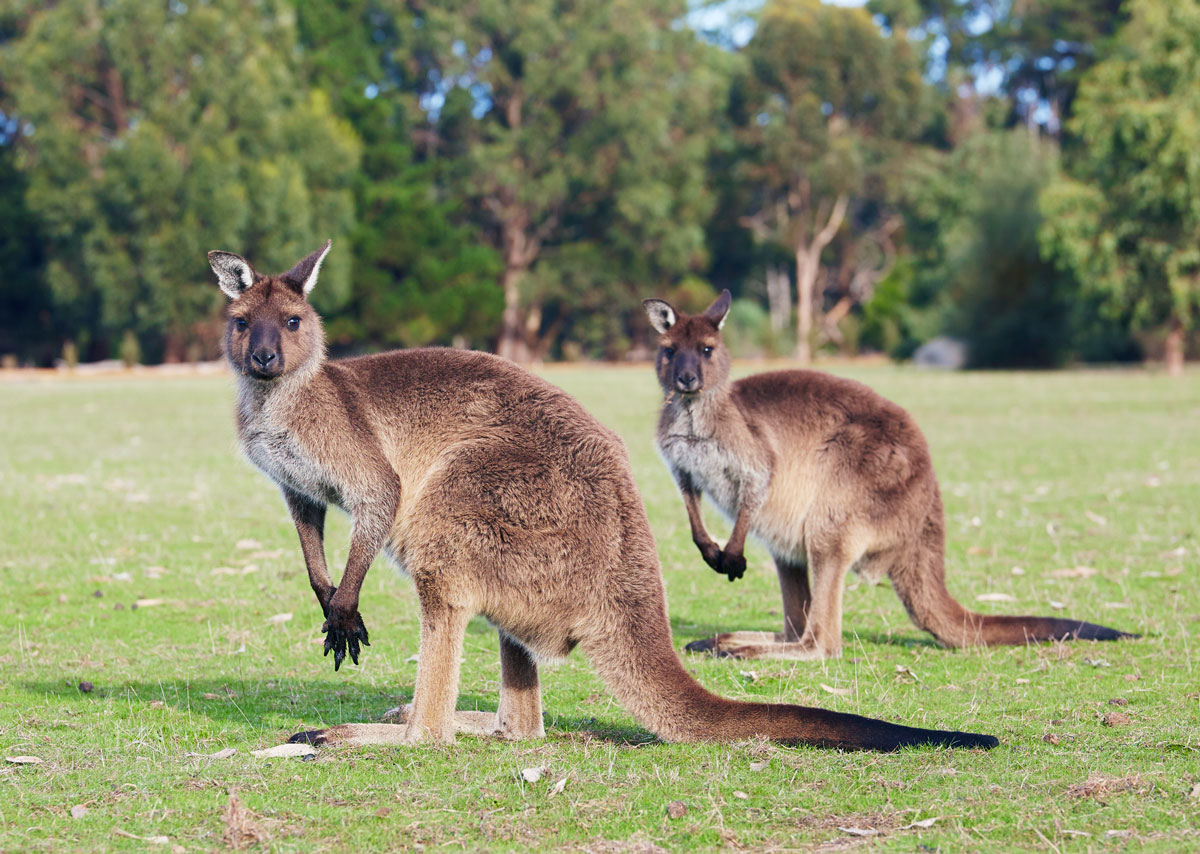 un-kangourou-en-australie