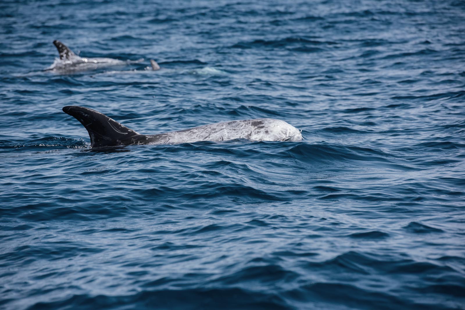 Observation des Dauphins, Ile de Pico