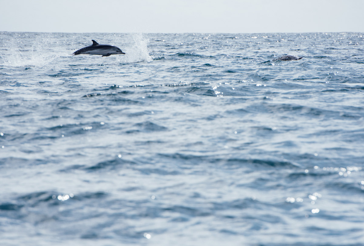 Dauphins Acores