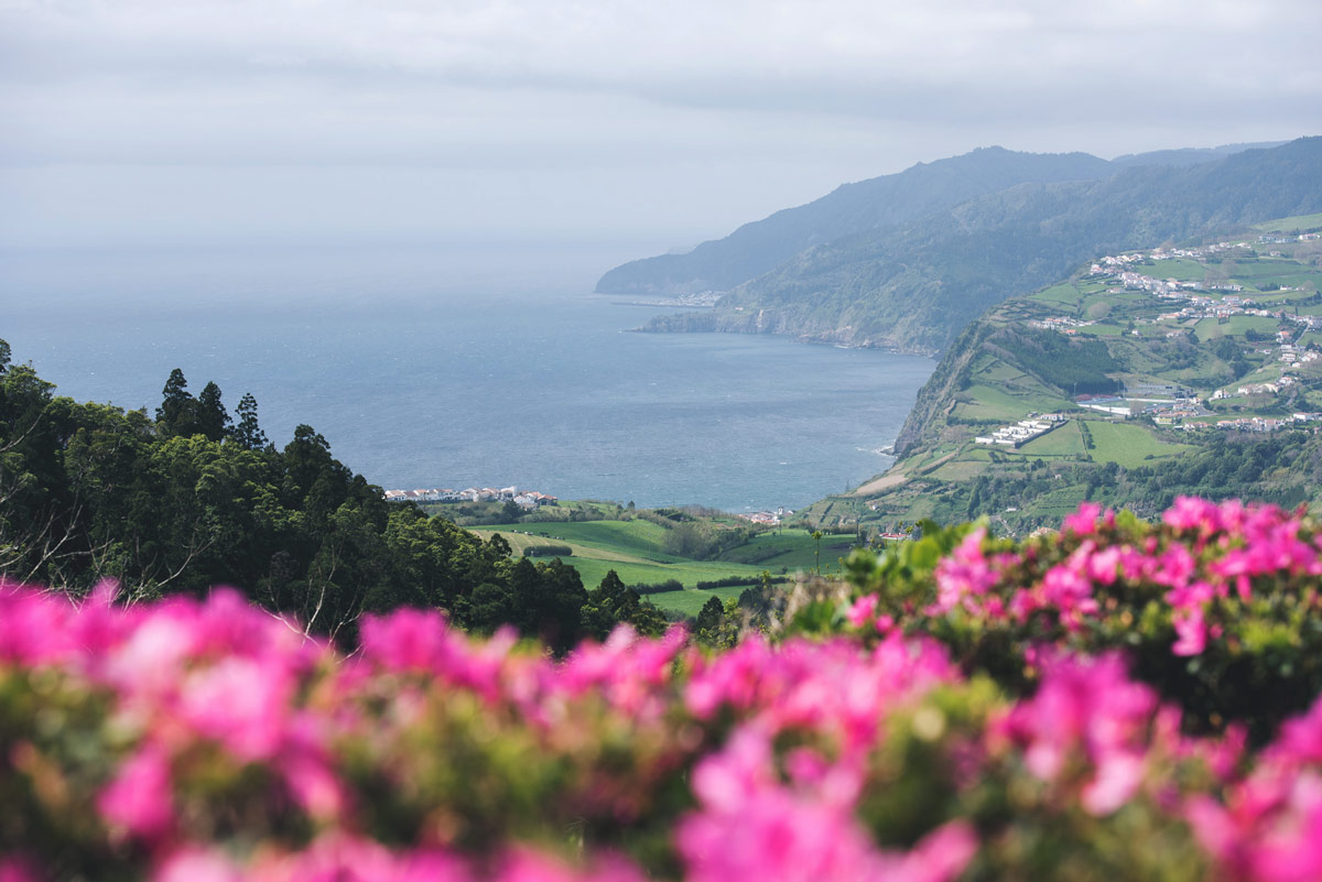 Azalées en fleur açores