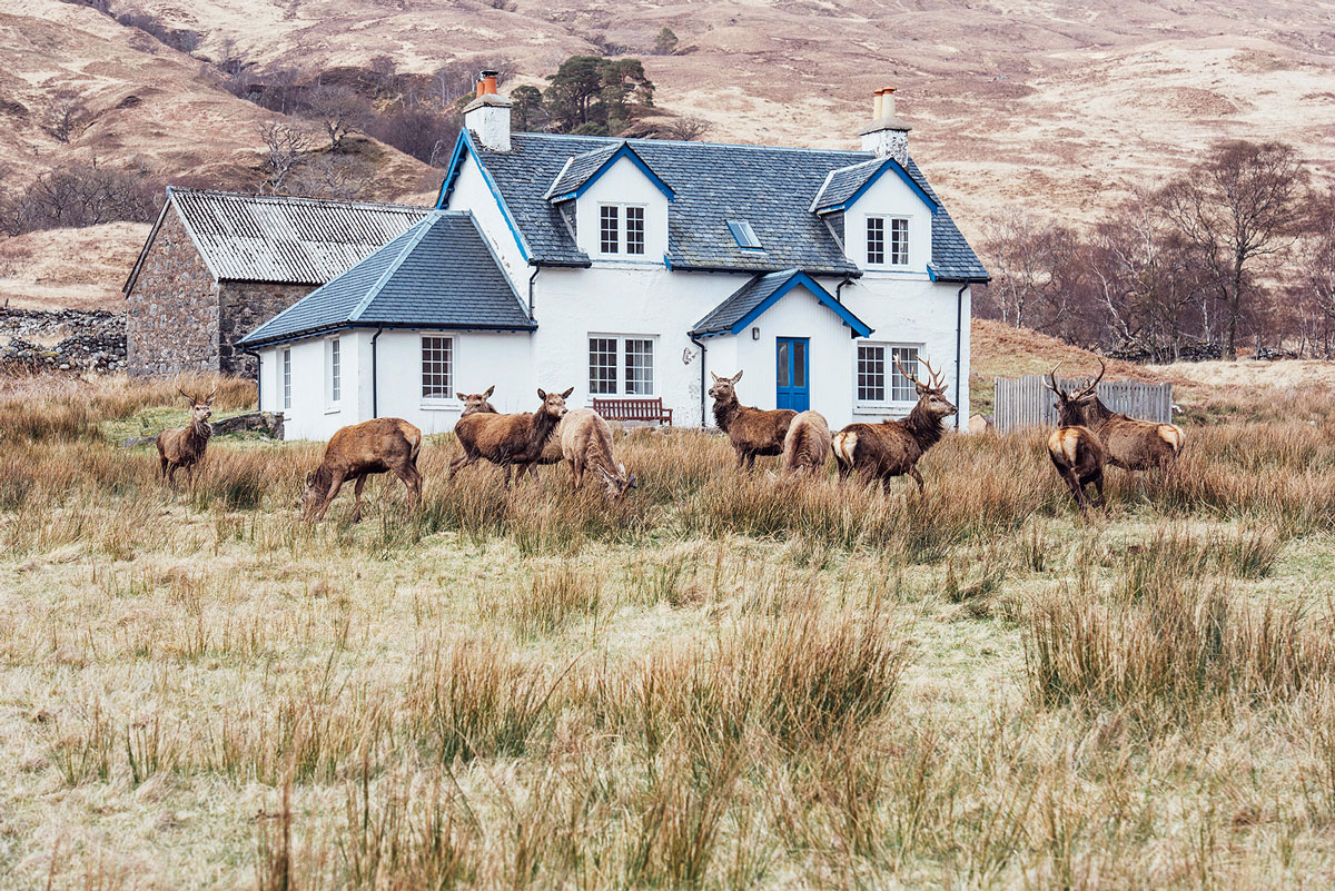 ou voir des cerfs en ecosse