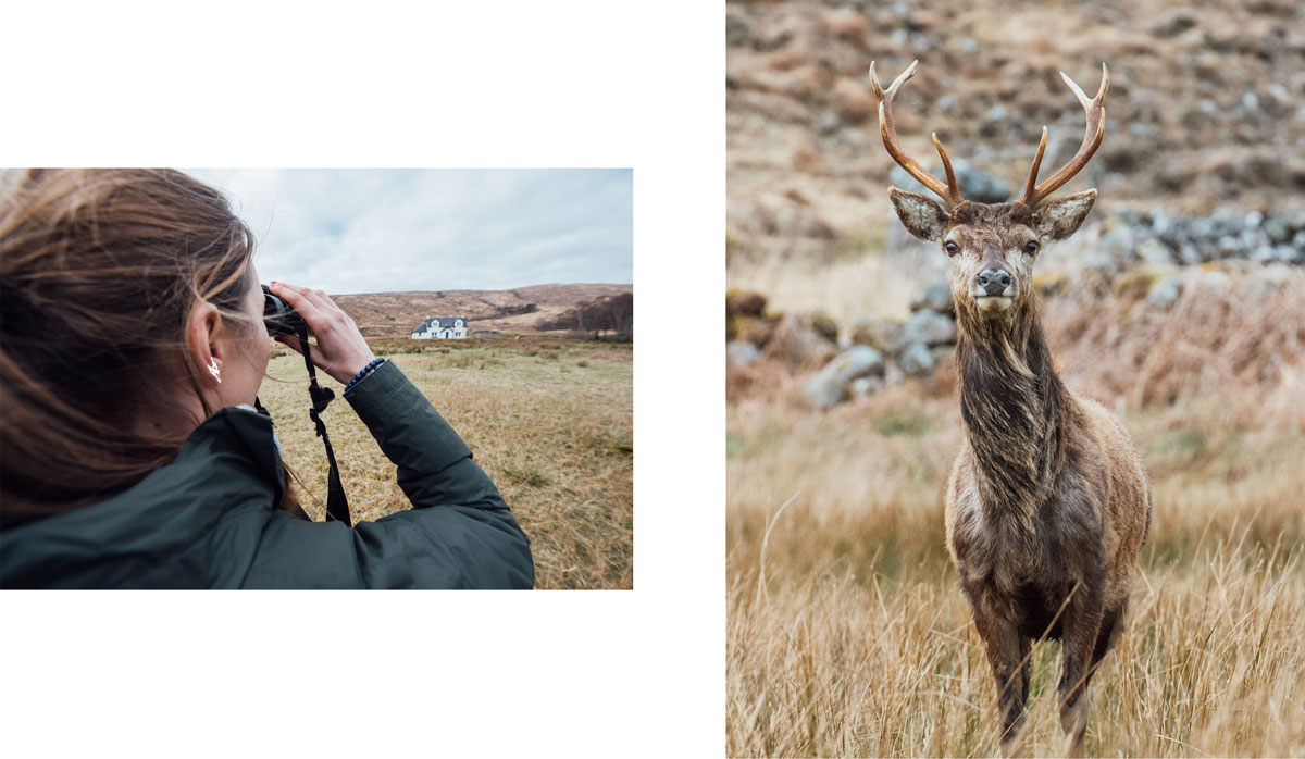 observer des cerfs en ecosse