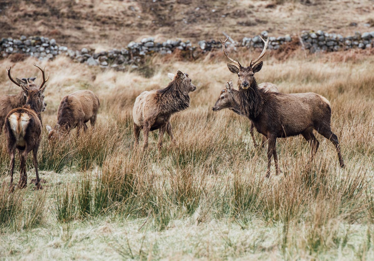 lieux pour voir des cerfs en ecosse