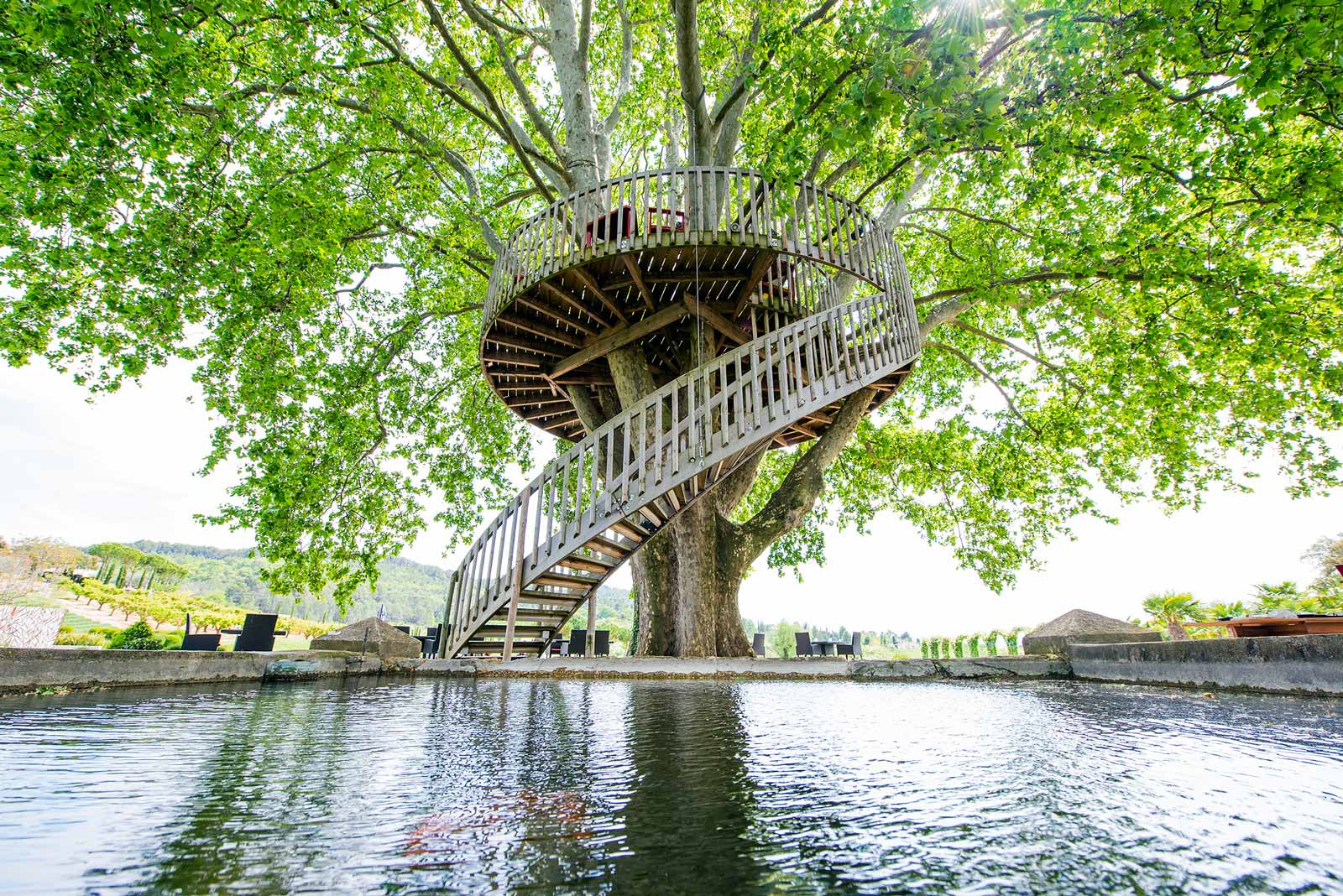 manger dans un arbre en provence