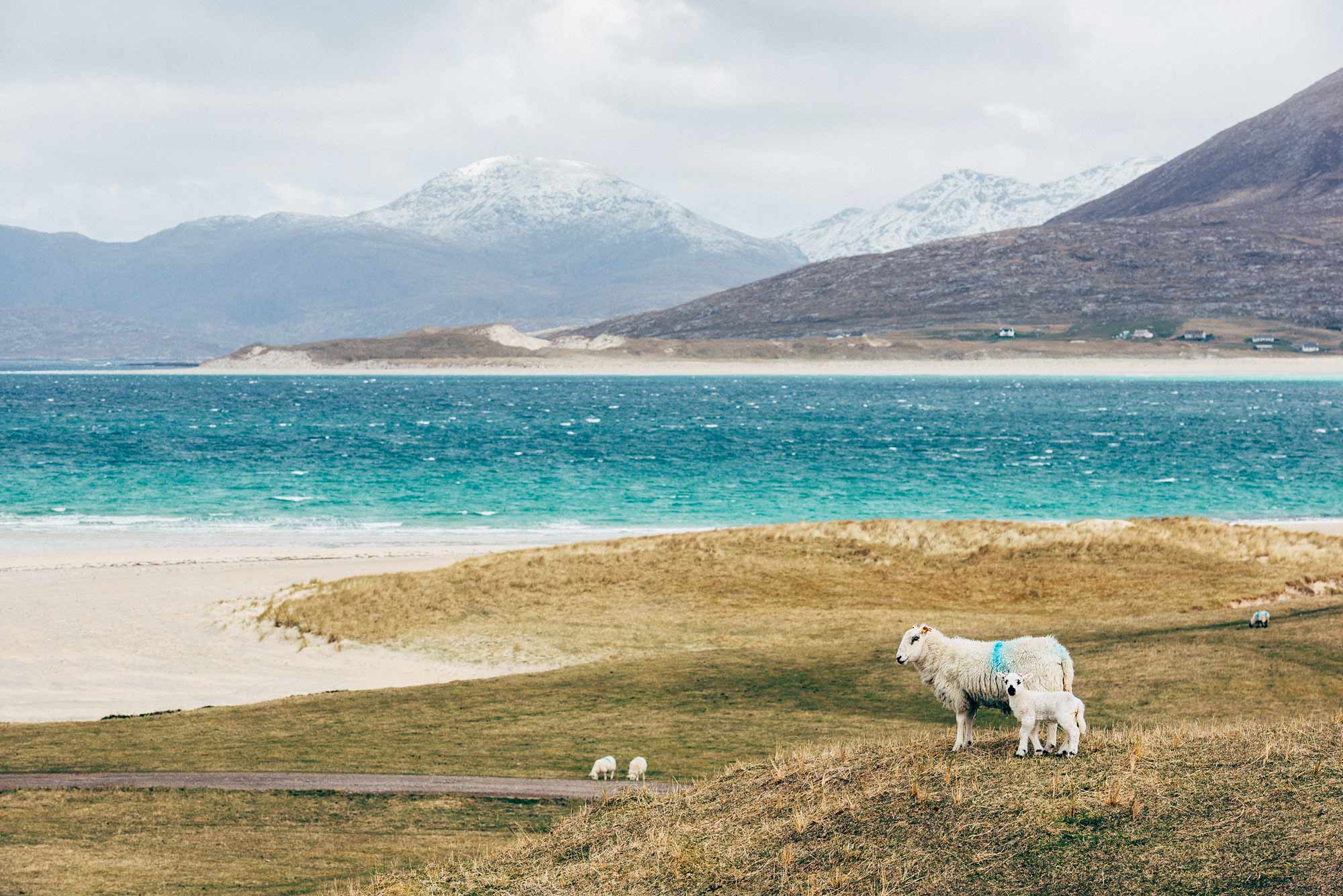 Luskentyre plage ecosse