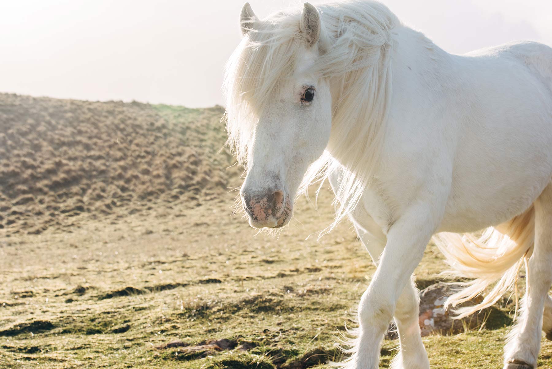 Luskentyre beach ecosse cheval blanc