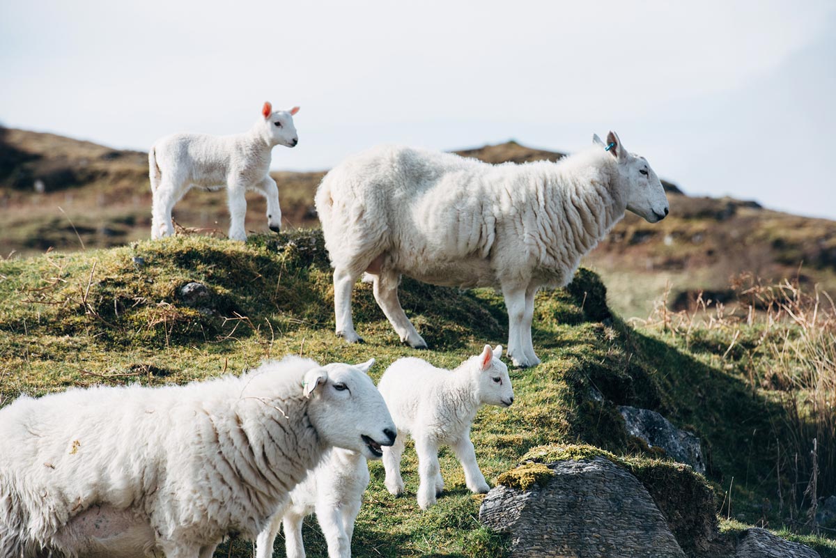 naissance mouton ecosse