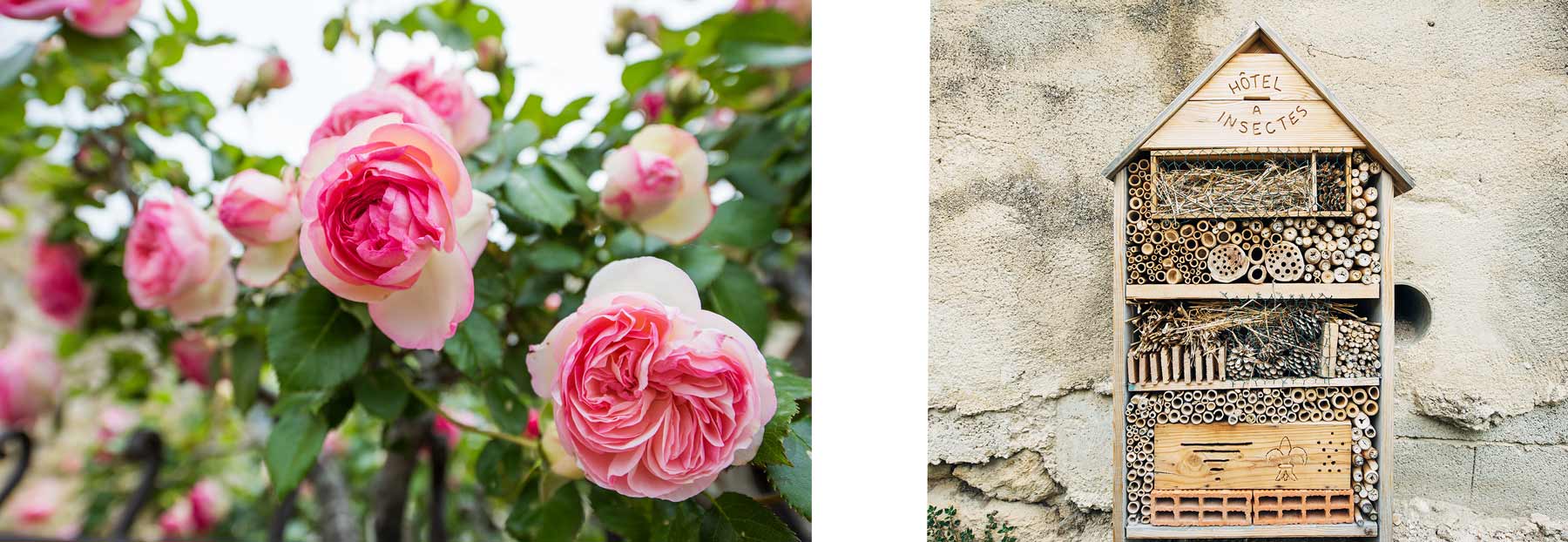 Jardin des Plantes tinctoriales