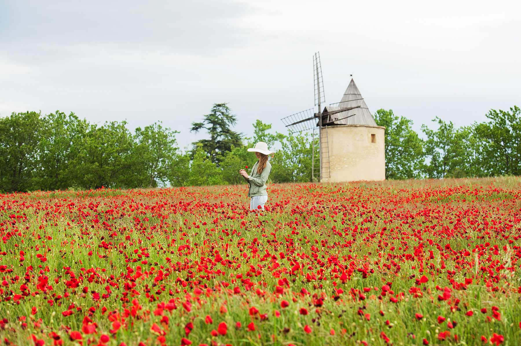 Moulin de Sannes Coquelicots