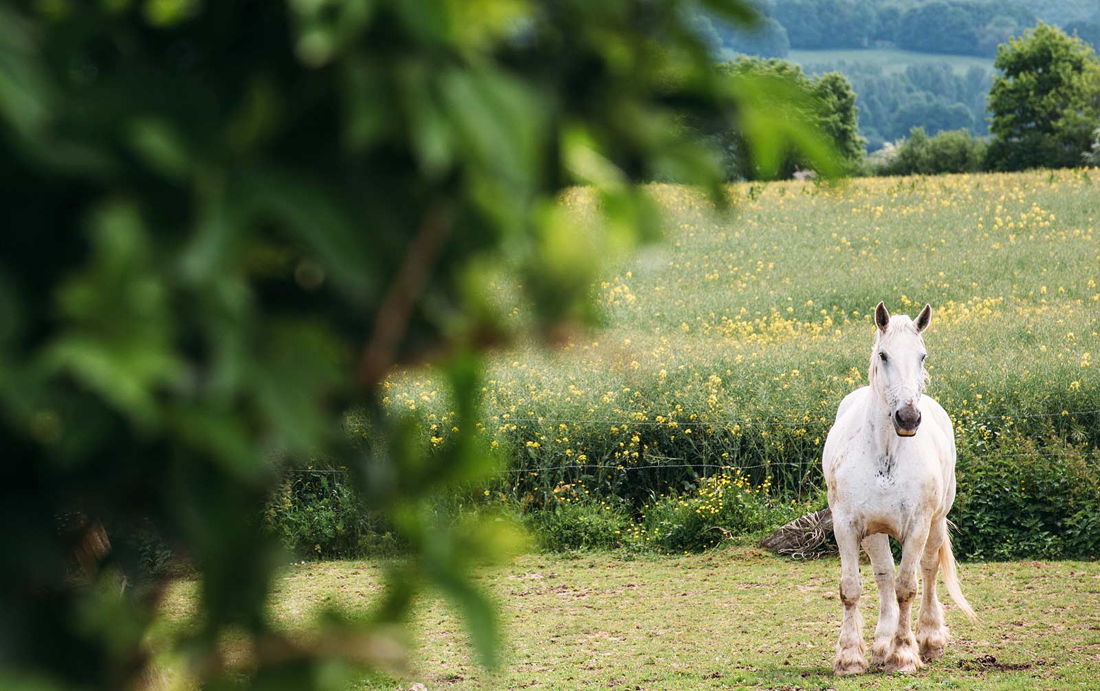 balade a cheval perche