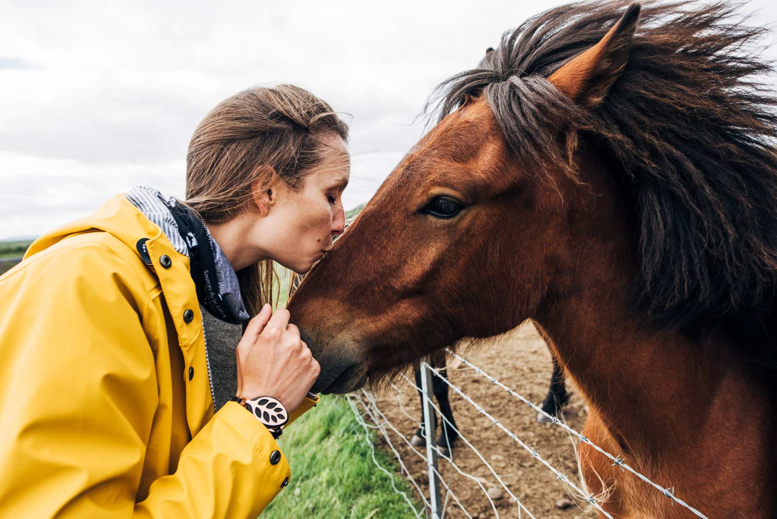 Chevaux islandais ou les voir