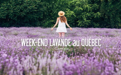CANADA | Voir de la LAVANDE au QUEBEC, c’est possible!