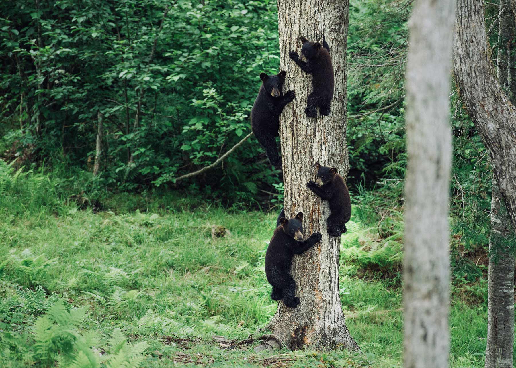 ou voir des ours en liberté au canada 