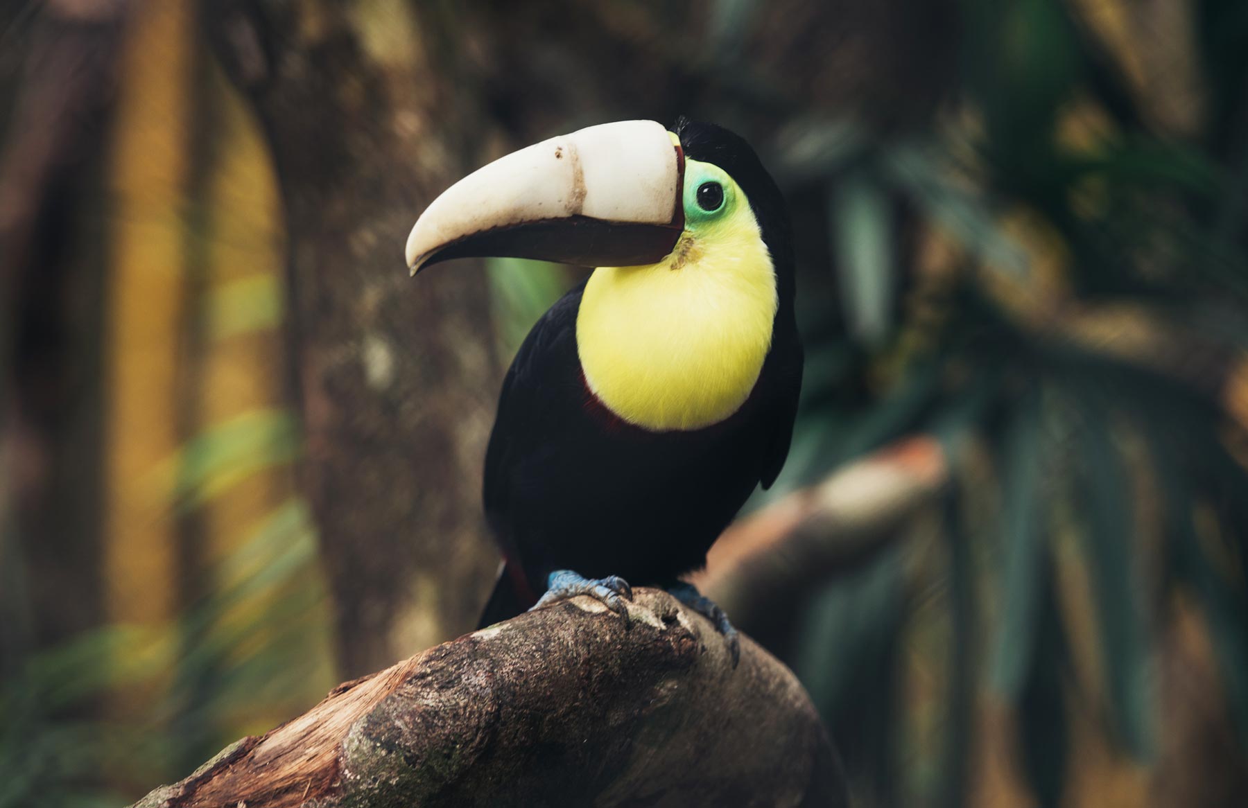 Grecia toucan mutilé