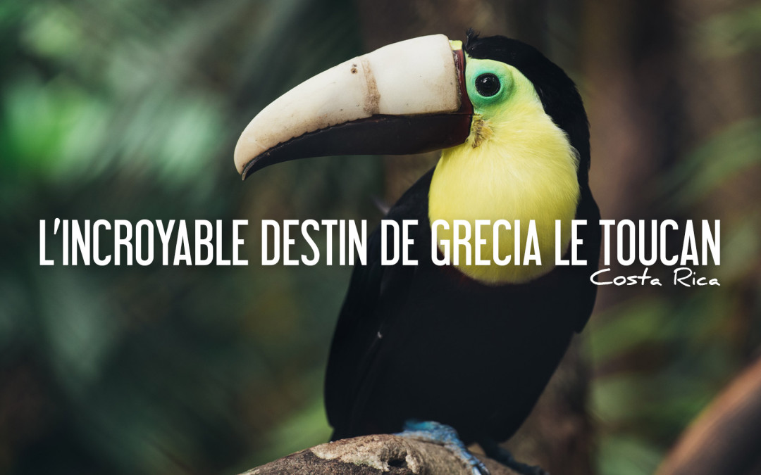 Grecia le toucan bec 3D costa rica
